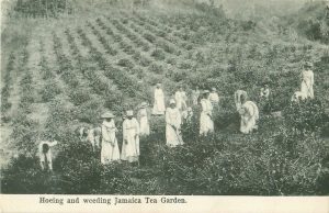 A black and white photograph of women working in the Jamaica Tea Garden at the Ramble House.
