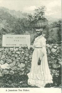 A black and white picture of a woman carrying a basket on her head with a sign that reads Pure Jamaica Tea Blossom Brand.