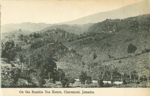A picture of the Ramble Tea Estate with fiels and trees in view in Claremont, Jamaica.