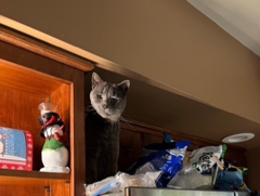 A little cat on a fridge 