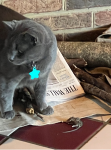 Kitten beside a dead mouse 