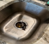 Dead mouse in a sink 